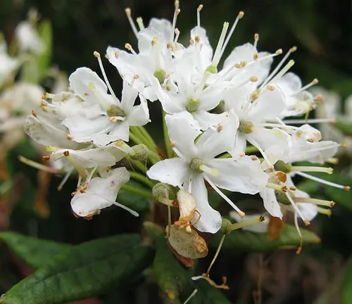 Cluster of white blossoms with long stamens in White Mountain National Forest