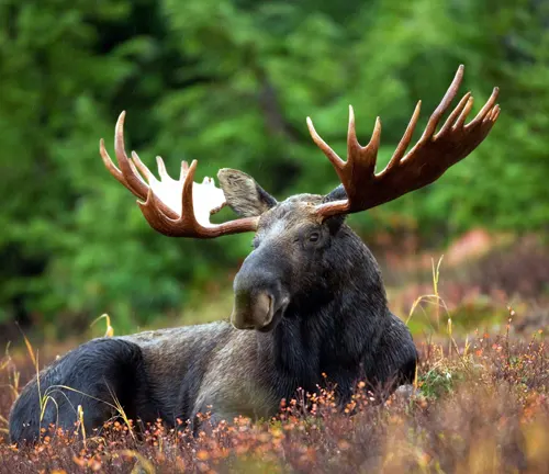 A moose with large antlers resting in the colorful foliage of White Mountain National Forest