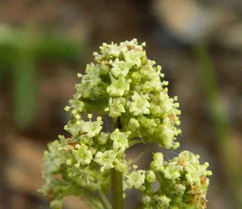 a close-up of Valeriana edulis flowers in bloom