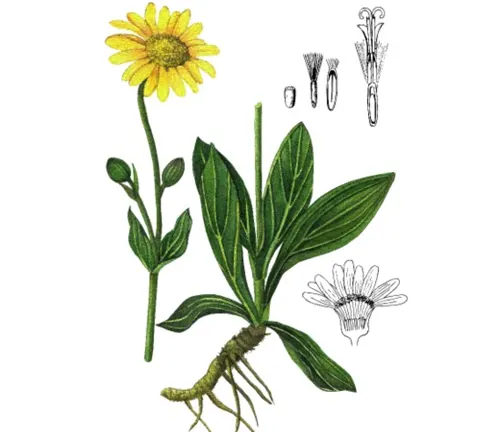 Arnica Plant