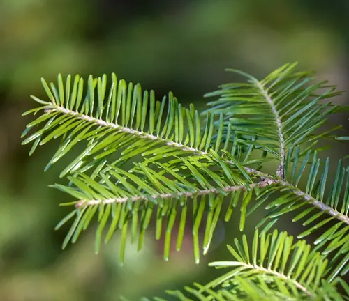 Close-up of vibrant green pine needles at Franconia Notch State Park