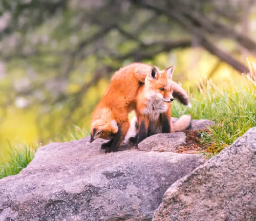 A fox exploring rocks amidst greenery at Franconia Notch State Park