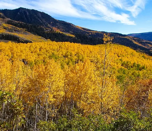 Autumn foliage in Shoshone National Forest with golden-yellow trees and a mountain backdrop