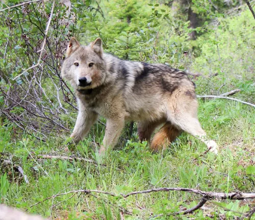 A wolf standing amidst the greenery of Shoshone National Forest