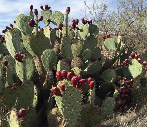 Prickly pear cactus with red fruits in Pictograph Cave State Park
