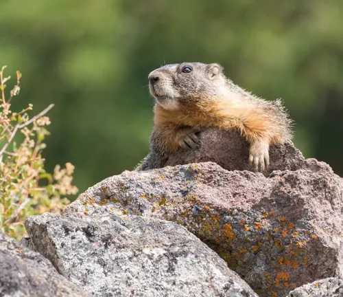 Marmot perched on a mossy rock at Pictograph Cave State Park