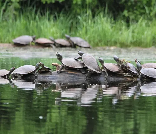 Group of turtles basking on a log in calm waters at Presque Isle State Park, surrounded by lush greenery
