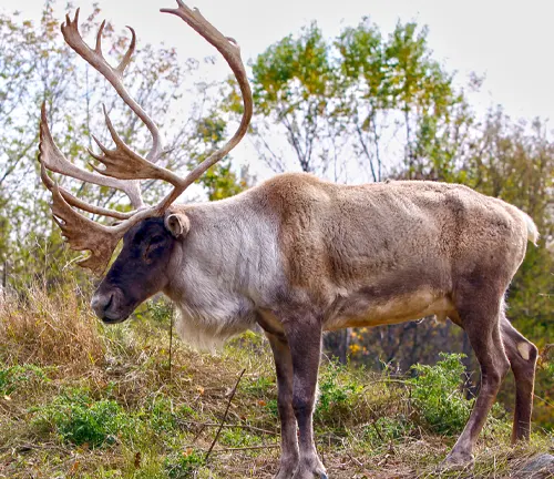 Woodland Caribou with large, intricate antlers standing in a grassy and wooded area