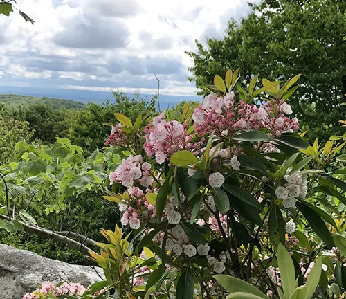Blooming flowers overlooking scenic view at Letchworth State Park