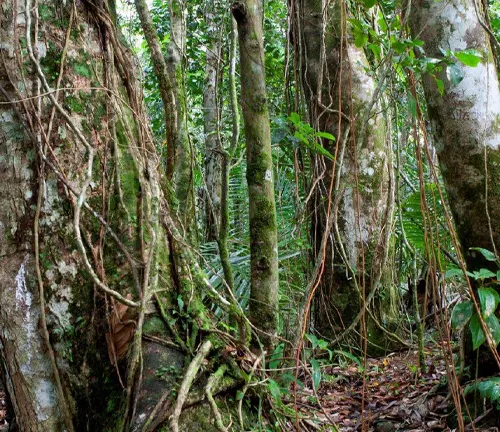 Dense, green forest with intertwined trees and vines in El Yunque National Forest