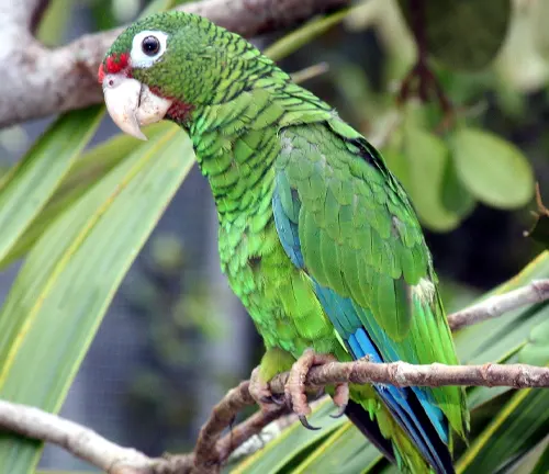 A vibrant green parrot perched on a branch in El Yunque National Forest