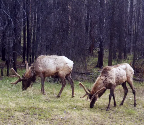 Two Manitoban Elks grazing in a forest clearing