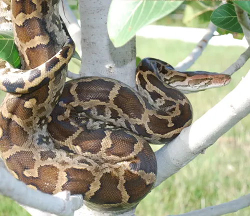 Python molurus coiled around a tree branch