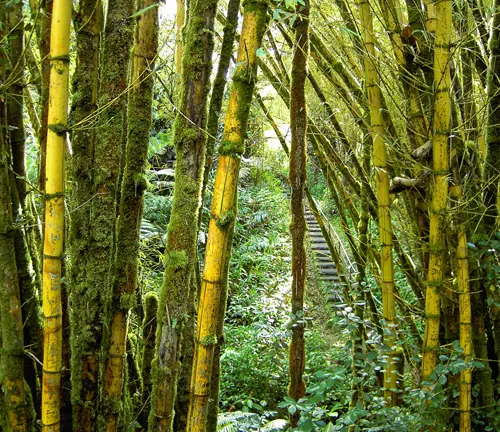 Lush greenery and bamboo trees lining a pathway at Akaka Falls State Park