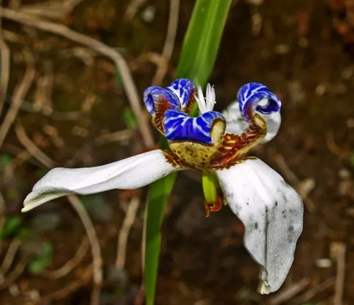 A vibrant wildflower with white petals and a blue patterned center, growing in Akaka Falls State Park
