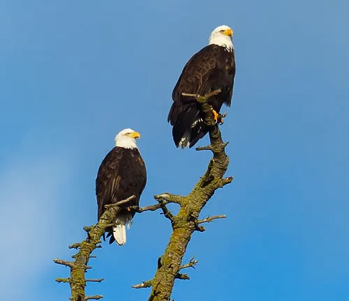 Two eagles perched on a bare branch in San Juan National Forest against a clear blue sky