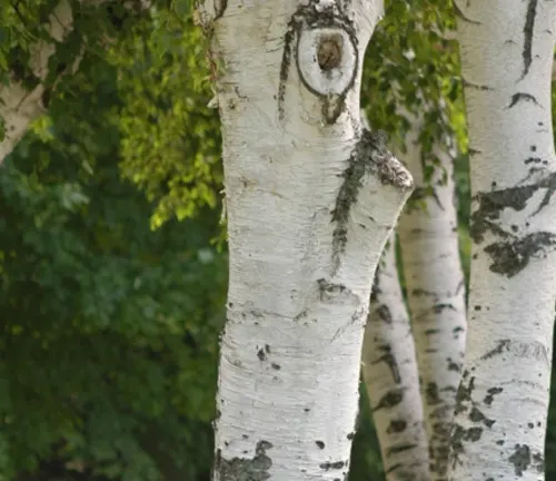 Close-up view of birch tree trunks with white bark and black markings, surrounded by green foliage