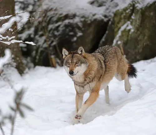A European Wolf navigating through a snowy forest