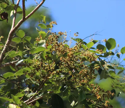 Pterocarpus santalinus tree leaves and flowers against a blue sky