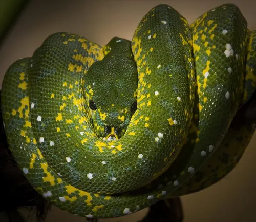 Coastal Carpet Python