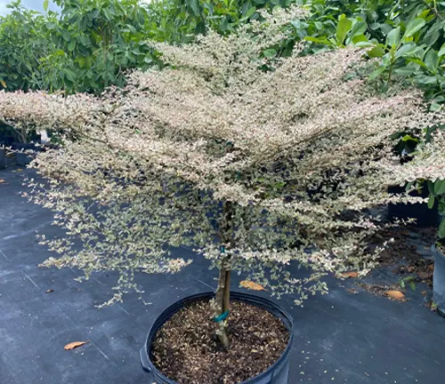Terminalia ivorensis tree in a black pot with blooming white flowers