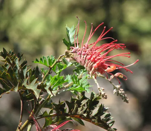 Close-up of Grevillea bipinnatifida flower with red stamens