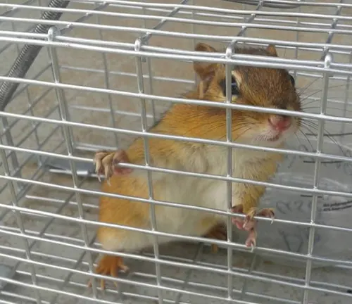 Chipmunk inside a cage, holding onto the metal bars