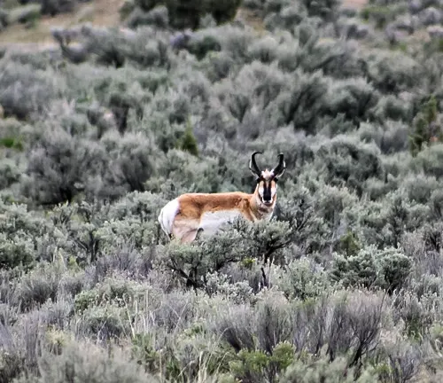 Pronghorn 