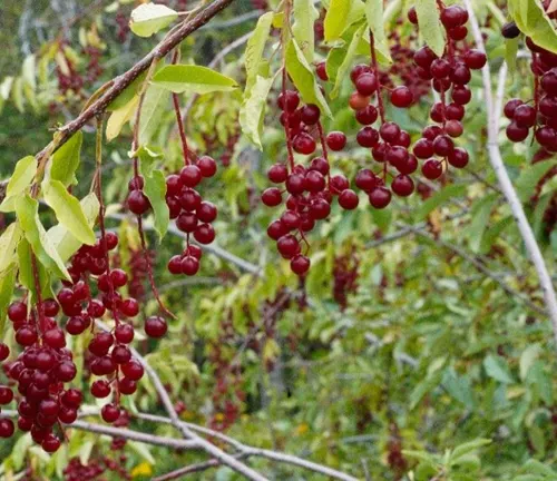 Clusters of red berries hanging from branches at Custer State Park