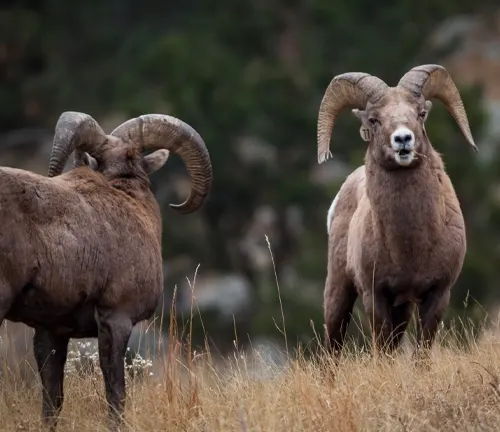 Two bighorn sheep grazing in Custer State Park