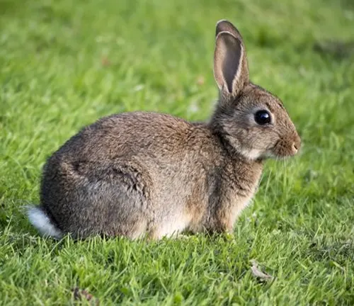 Alert Domestic European Rabbit sitting on lush green grass