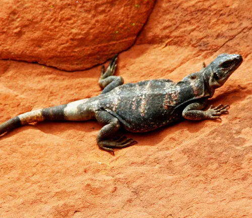 A lizard basking on the sun-warmed, red rocks of Valley of Fire State Park