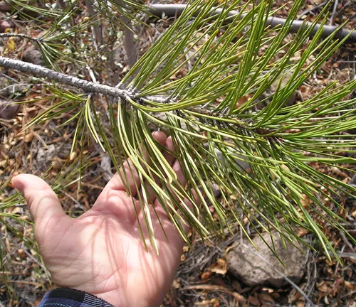 Ponderosa Pine