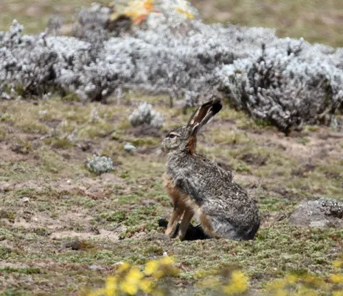 Ethiopian Highland Hare sitting in a field with sparse vegetation and rocks in a highland region