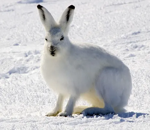 White Arctic Hare sitting upright on a snowy environment, its thick and fluffy fur blending with the backgroun