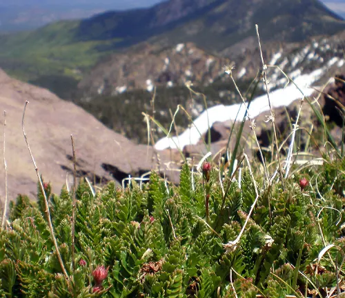 Alpine Tundra Vegetation