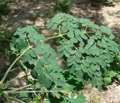 Moringa oleifera plant with lush green leaves growing in clusters on thin, light-colored branches