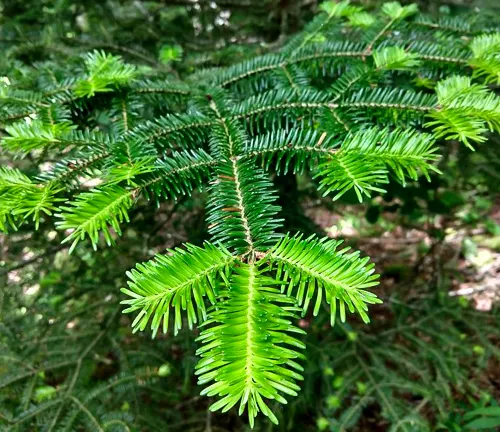 ibrant green fern leaves in Pisgah National Forest. The focus is solely on the plant, showcasing its intricate patterns and textures in a dense forest setting