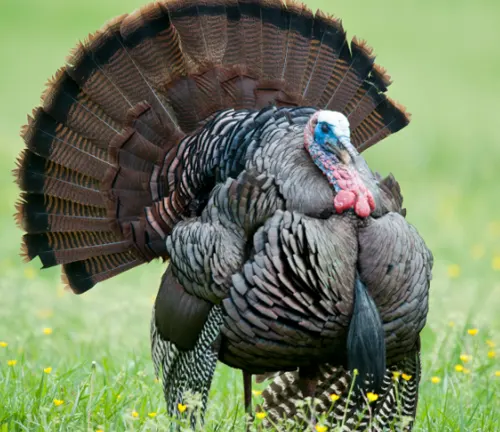 a turkey with its feathers fully displayed in a lush green field dotted with small yellow flowers in Pisgah National Forest