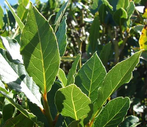 Close-up of vibrant green Laurus nobilis leaves under sunlight