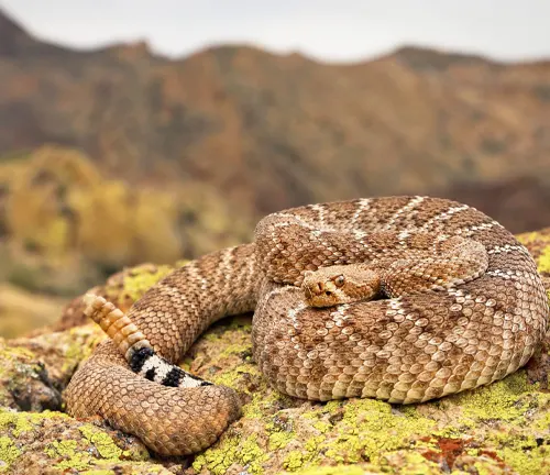 A rattlesnake coiled on rocky terrain at Makoshika State Park