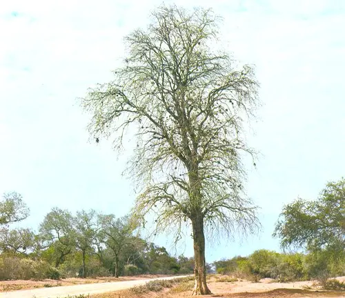 a single, prominent Bulnesia sarmientoi tree with long, slender branches that are sparsely covered with leaves, standing alone in a dry, arid landscape
