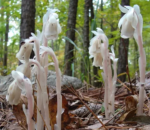 Ghostly white plants emerging from the forest floor in White Mountain National Forest