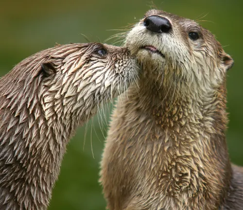Two otters, one appearing to kiss the other’s cheek against a green background