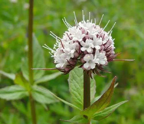 a close-up of a Valeriana sitchensis flower with white blossoms and green leaves