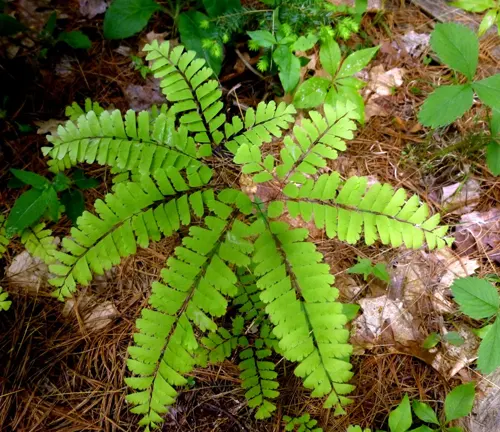 Vibrant green fern in the forest floor of Franconia Notch State Park