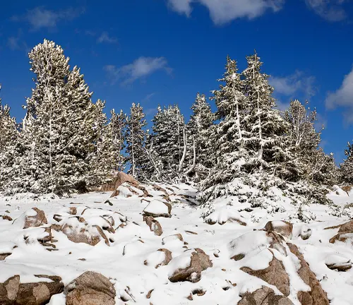 Snow-covered trees and rocks in Shoshone National Forest under a clear blue sky