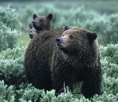 A bear and its cub in the lush greenery of Shoshone National Forest