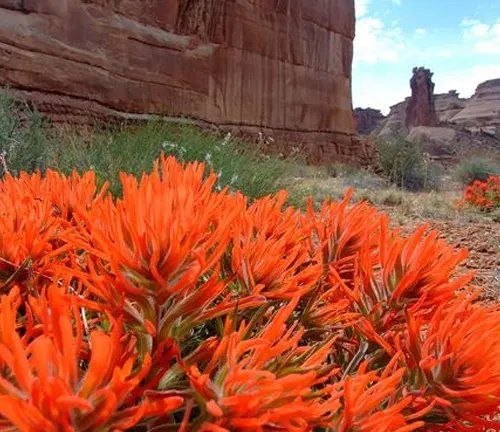 Bright orange flowers with rocky cliffs and clear sky at Pictograph Cave State Park