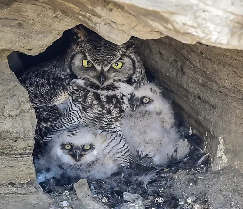 Adult owl and two chicks in a rocky cave at Pictograph Cave State Park